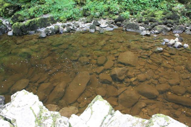 River, if you look carefully you may be able to see the fish.