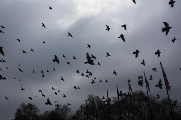 Pigeons.