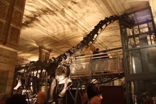 Dinosaur skeleton.