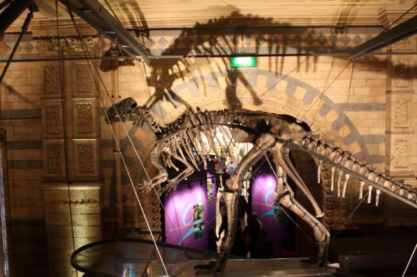 Dinosaur skeleton.