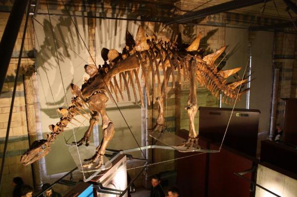 Dinosaur skeleton.