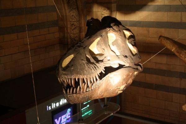 Dinosaur skull.