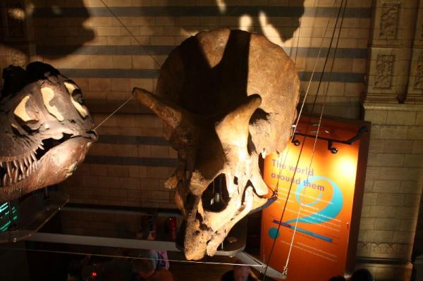 Dinosaur skull.