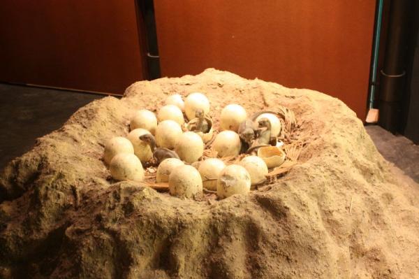Dinosaur eggs.