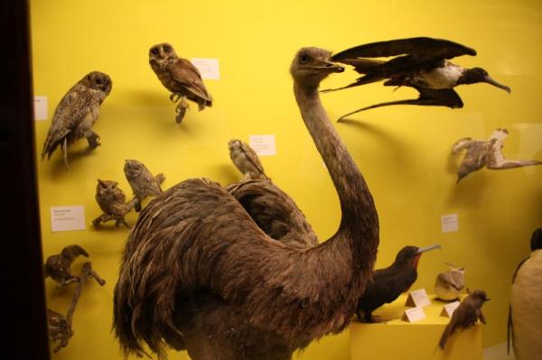 Birds gallery.