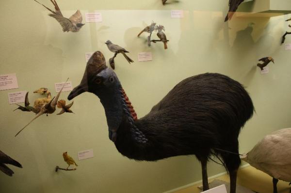 Birds gallery.