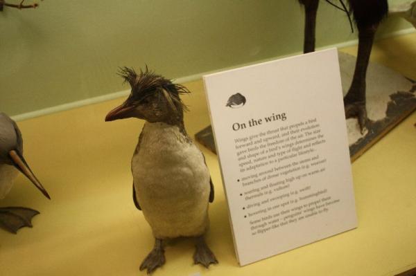 Birds gallery.