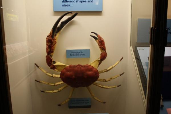 Crab.