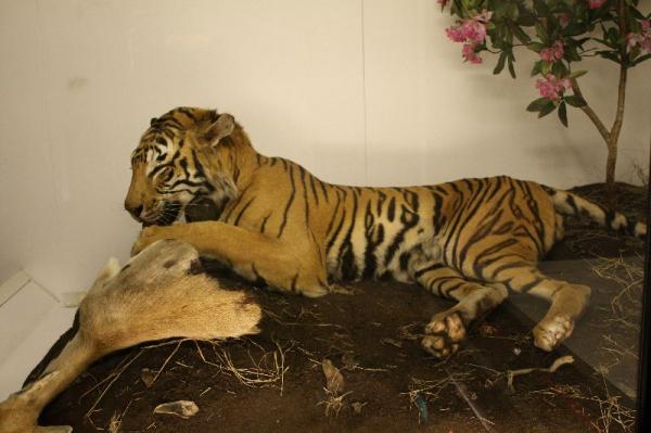 Tiger.
