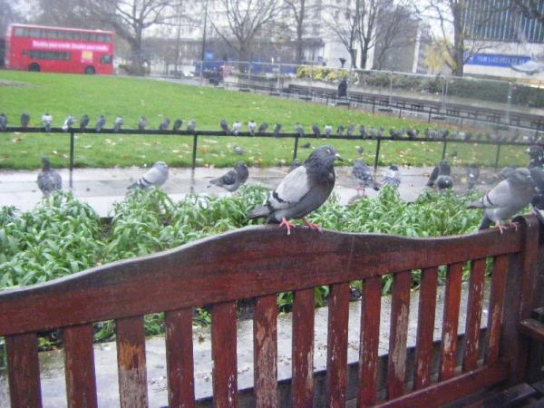 Pigeon.