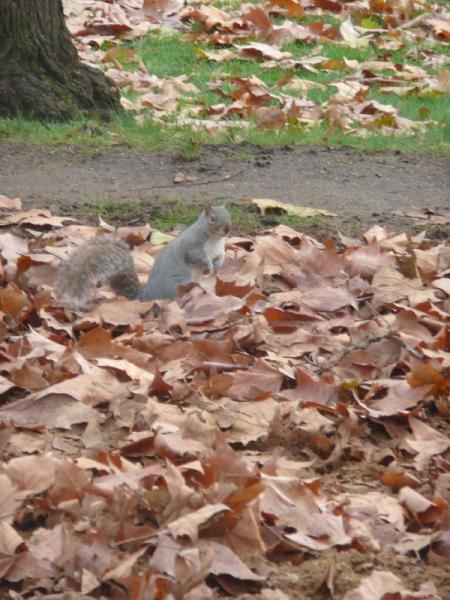 Squirrel in Hyde Park.